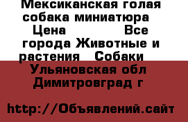 Мексиканская голая собака миниатюра › Цена ­ 53 000 - Все города Животные и растения » Собаки   . Ульяновская обл.,Димитровград г.